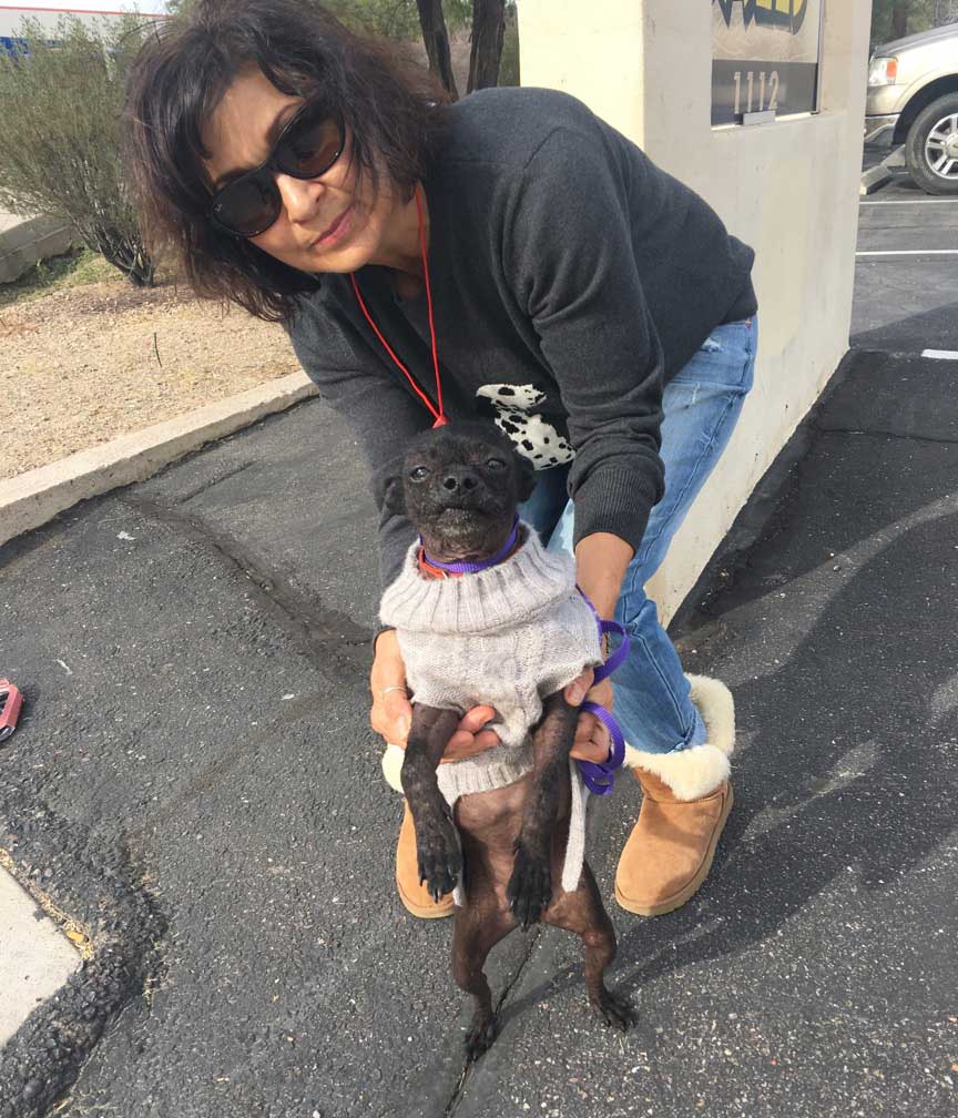 az small dog rescue 02 1 az small dog rescue 02 1