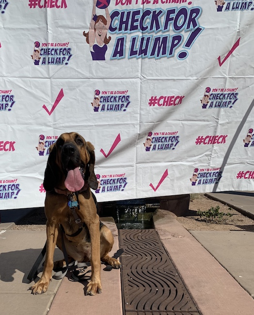 pinkout dog