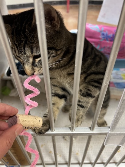 JW AZ Humane Society animal enrichment JW volunteers at the Arizona Humane Society 2023